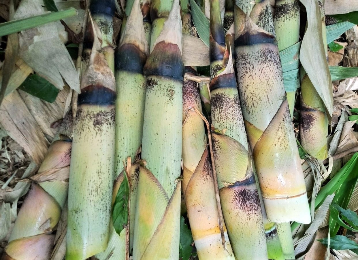 Fresh bamboo shoots